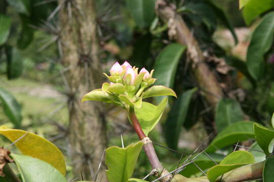 صورة Pereskia grandifolia Haw.