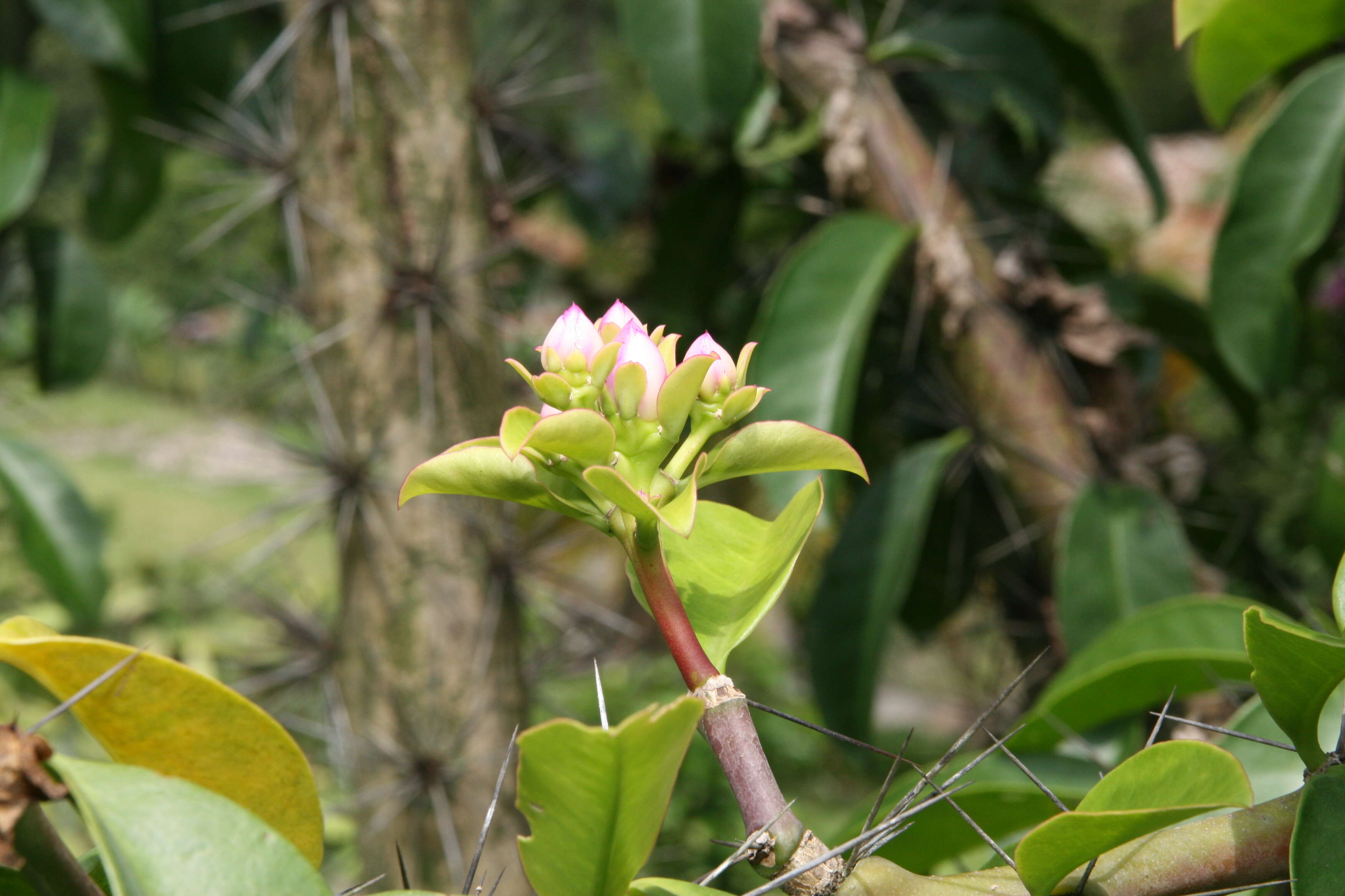 صورة Pereskia grandifolia Haw.