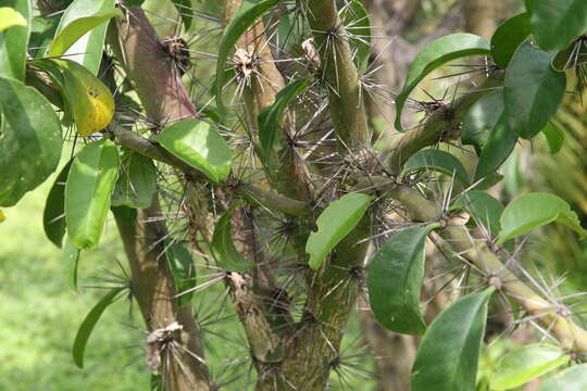 صورة Pereskia grandifolia Haw.