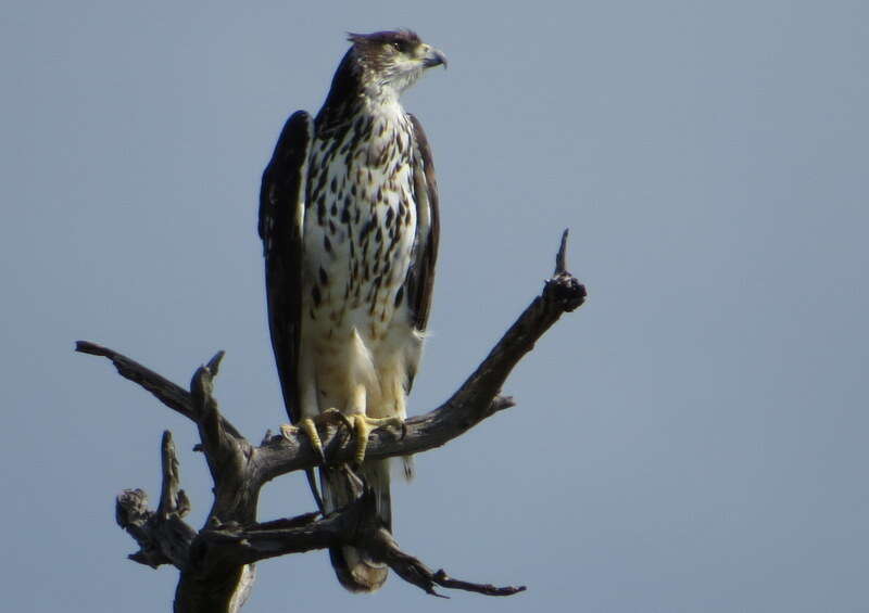 Image of African Hawk-Eagle