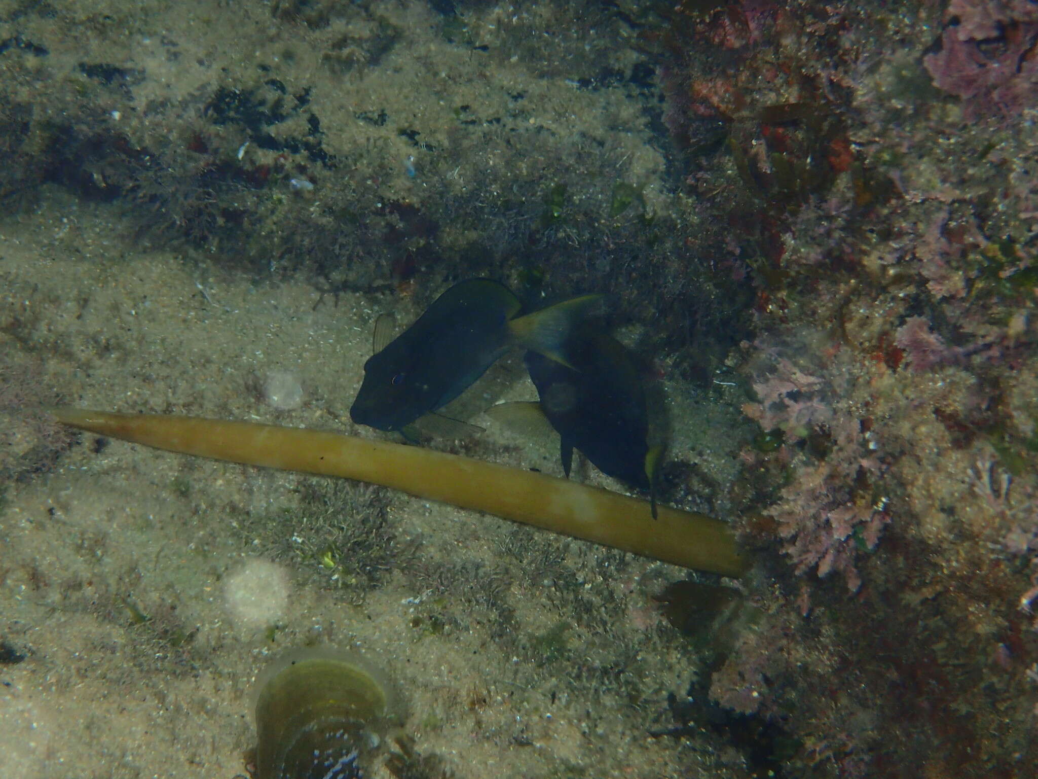 Image of Blackspot Surgeonfish