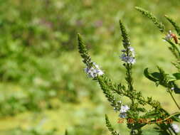 Image of Veronica anagallis-aquatica subsp. lysimachioides (Boiss.) M. Fisch.