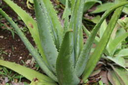 Image of Aloe vera