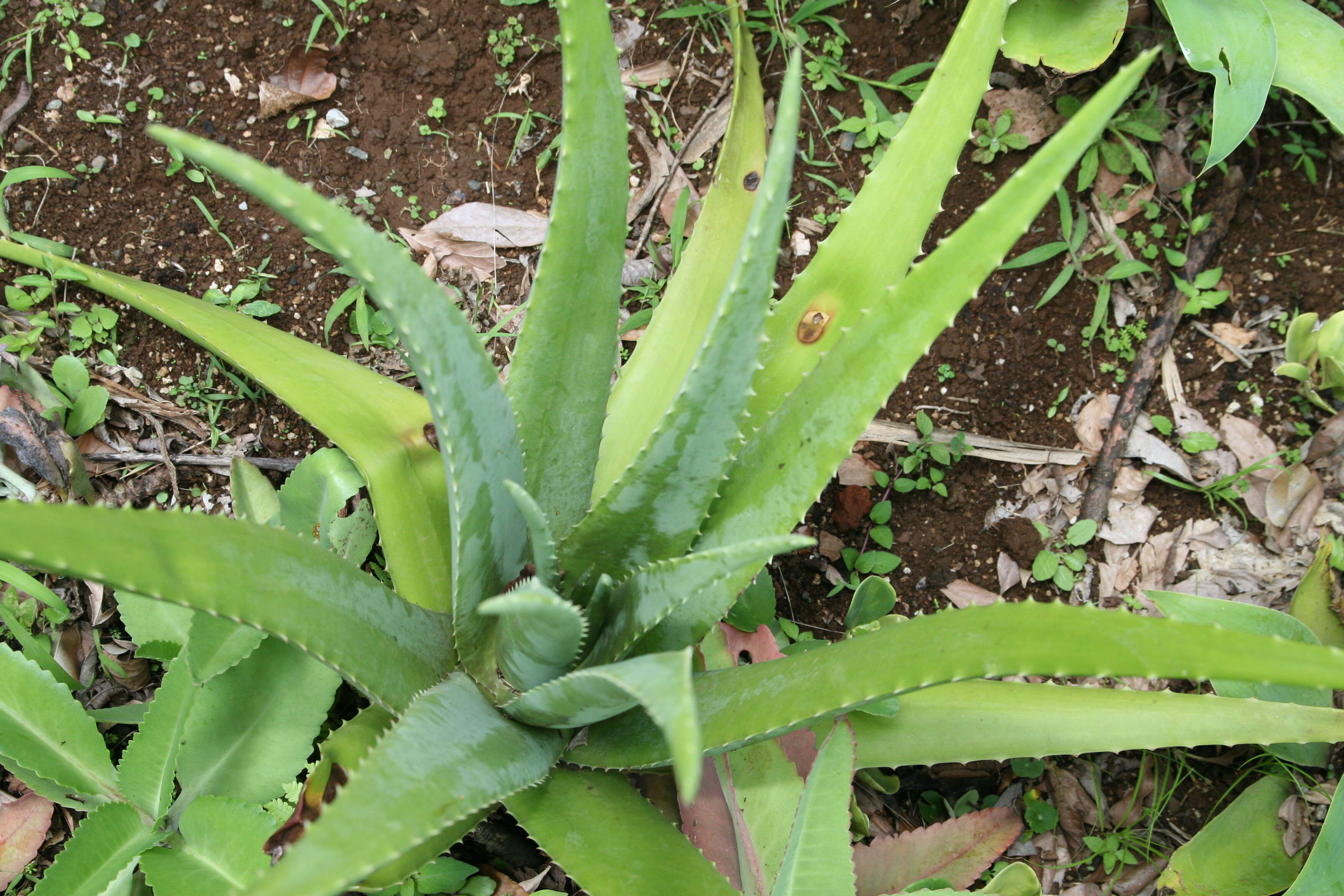 Image of Aloe vera