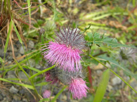 Image of edible thistle