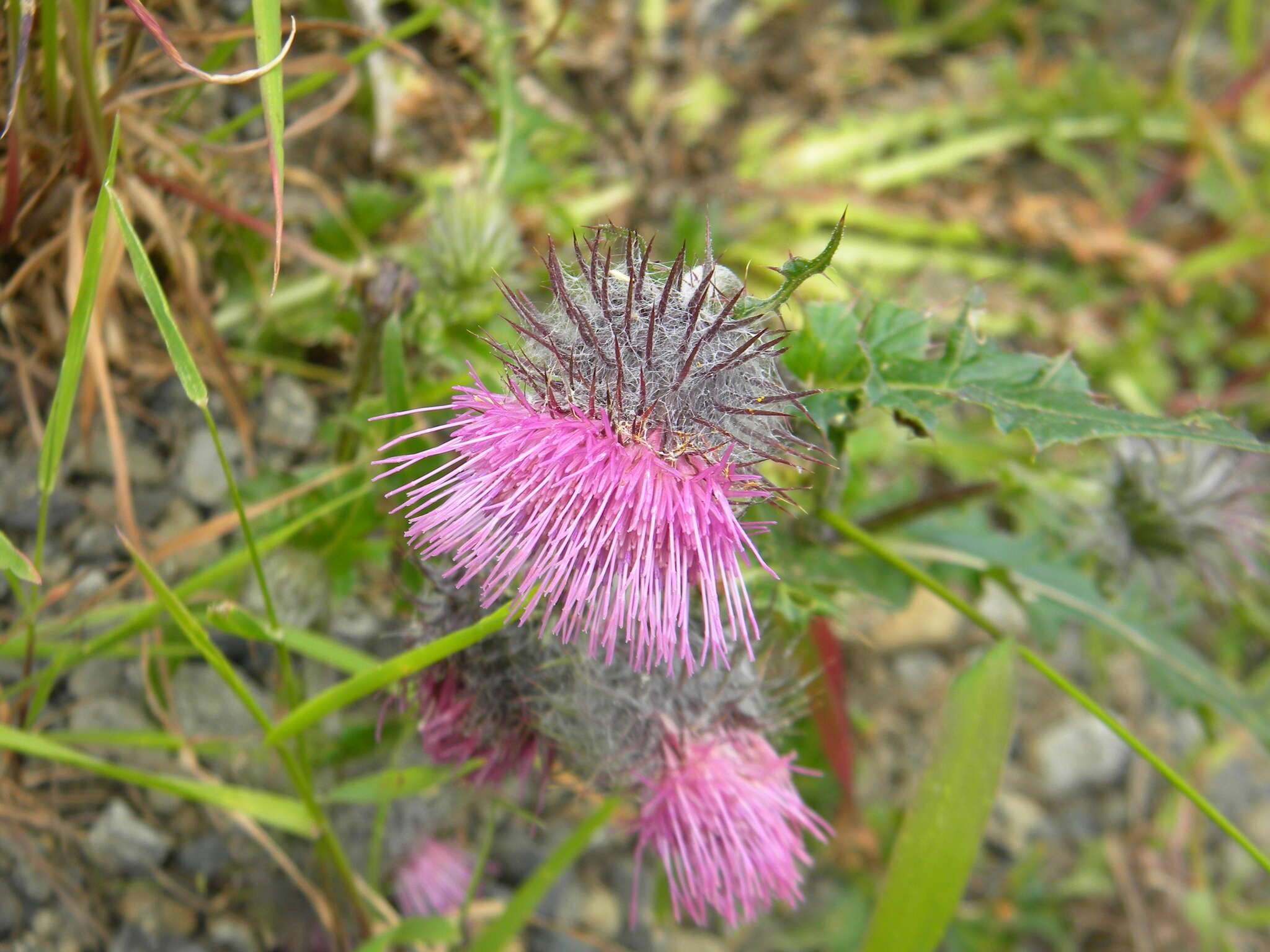 Image of edible thistle