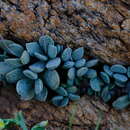 Image of Adromischus schuldtianus subsp. juttae (V. Pölln.) Tölken