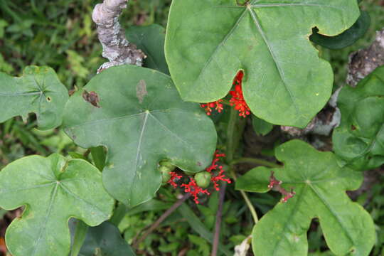 Imagem de Jatropha podagrica Hook.