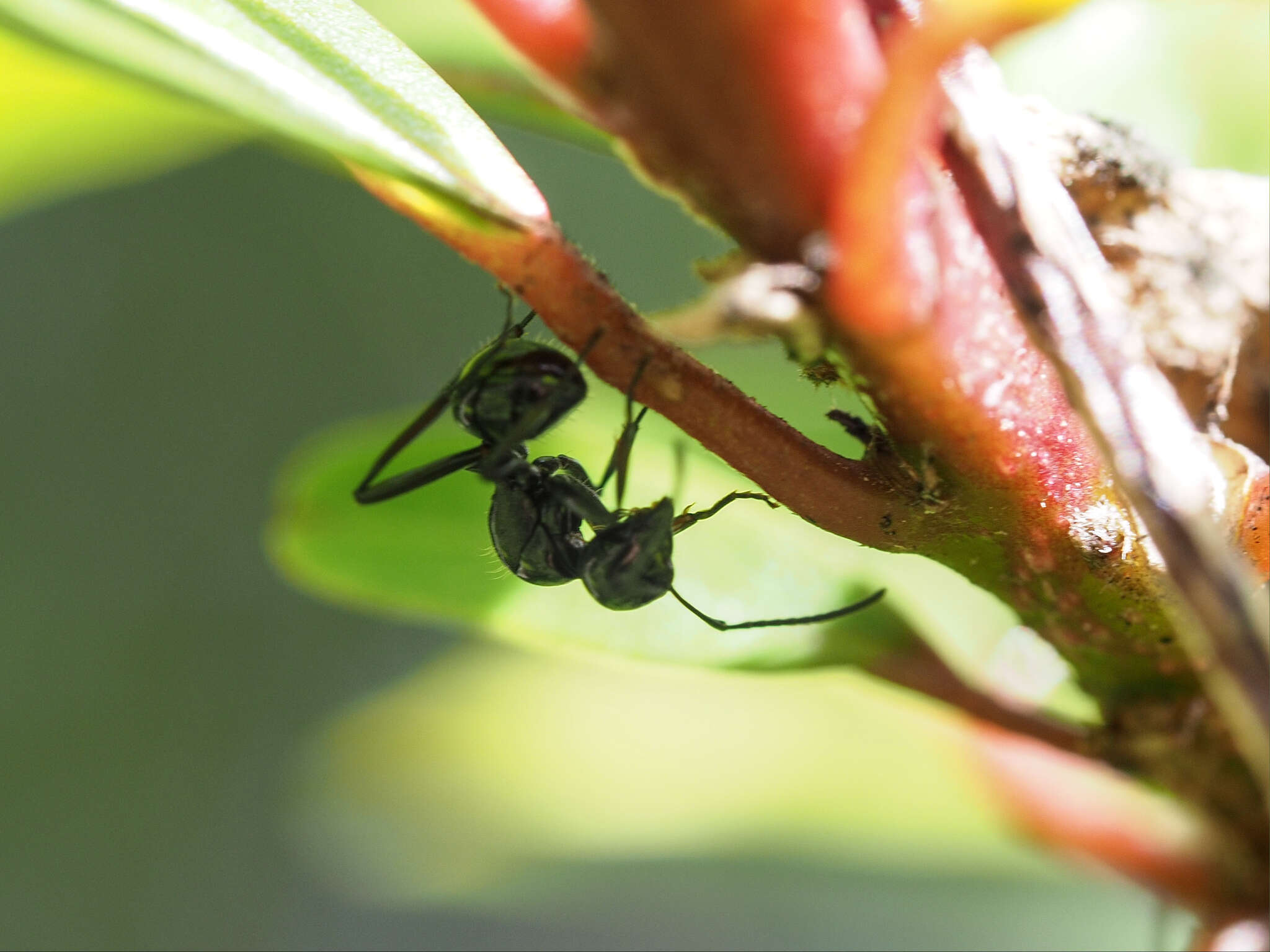 Image of Polyrhachis pilosa Donisthorpe 1938