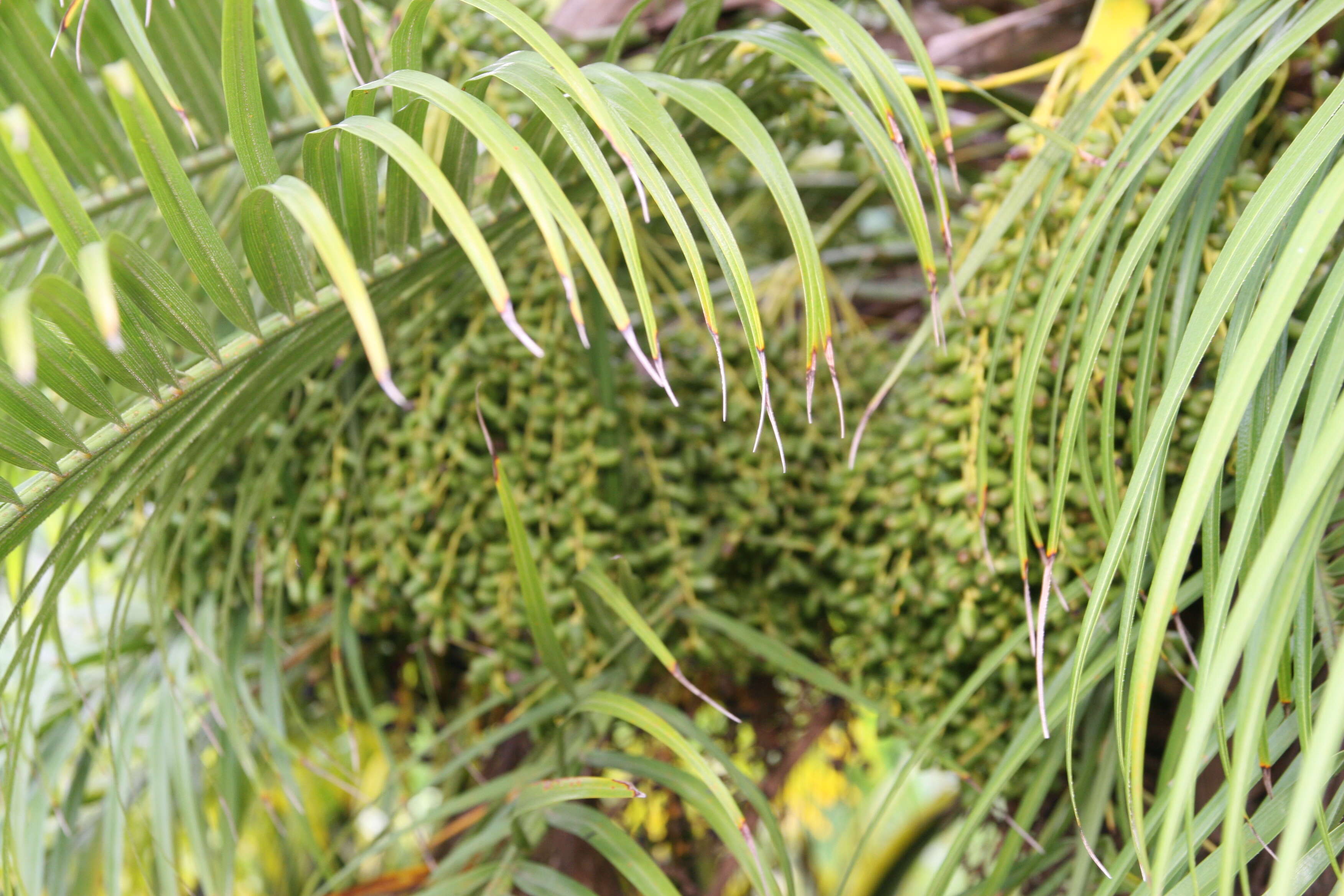 Image of pygmy date palm