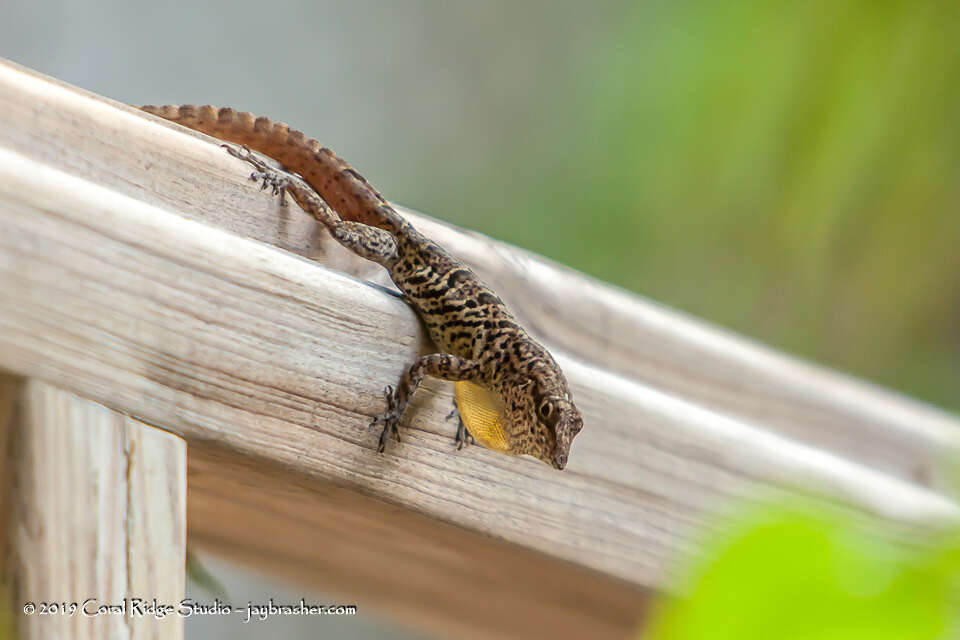 Anolis bonairensis Ruthven 1923 resmi