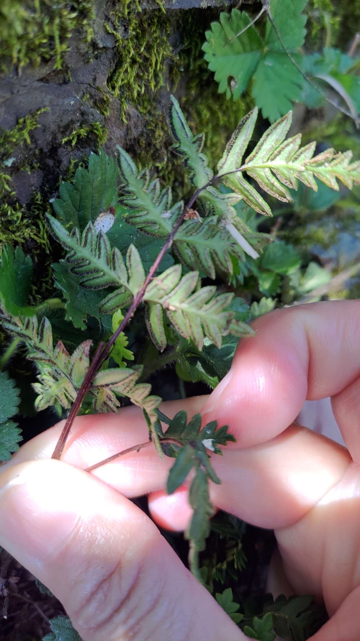 Image de Oeosporangium nitidulum (Hook.) Fraser-Jenk.