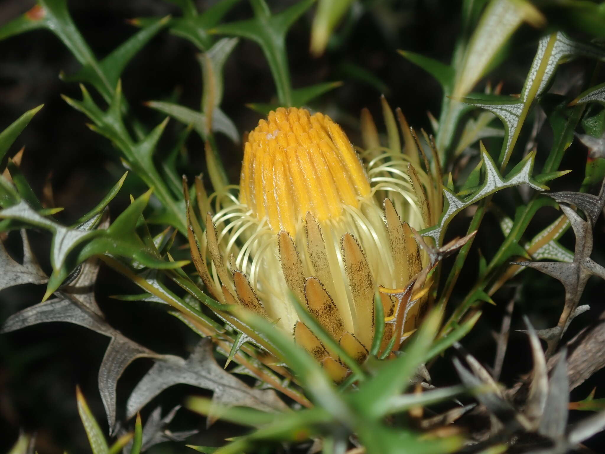 Imagem de Banksia borealis subsp. borealis