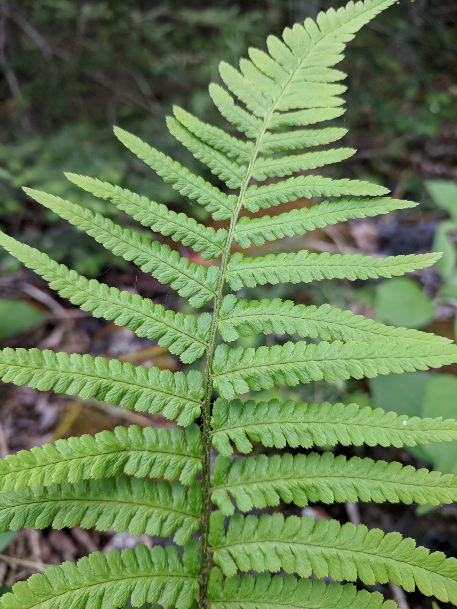 Sivun Dryopteris filix-mas subsp. brittonii Fraser-Jenk. & Widén kuva