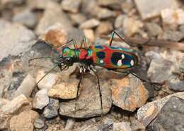 Image of Cicindela (Sophiodela) chinensis De Geer 1774