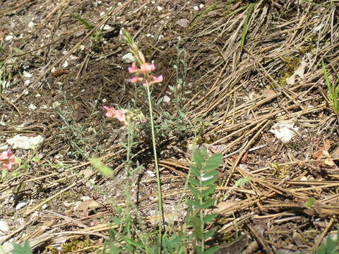 Image of Onobrychis arenaria (Kit.) DC.