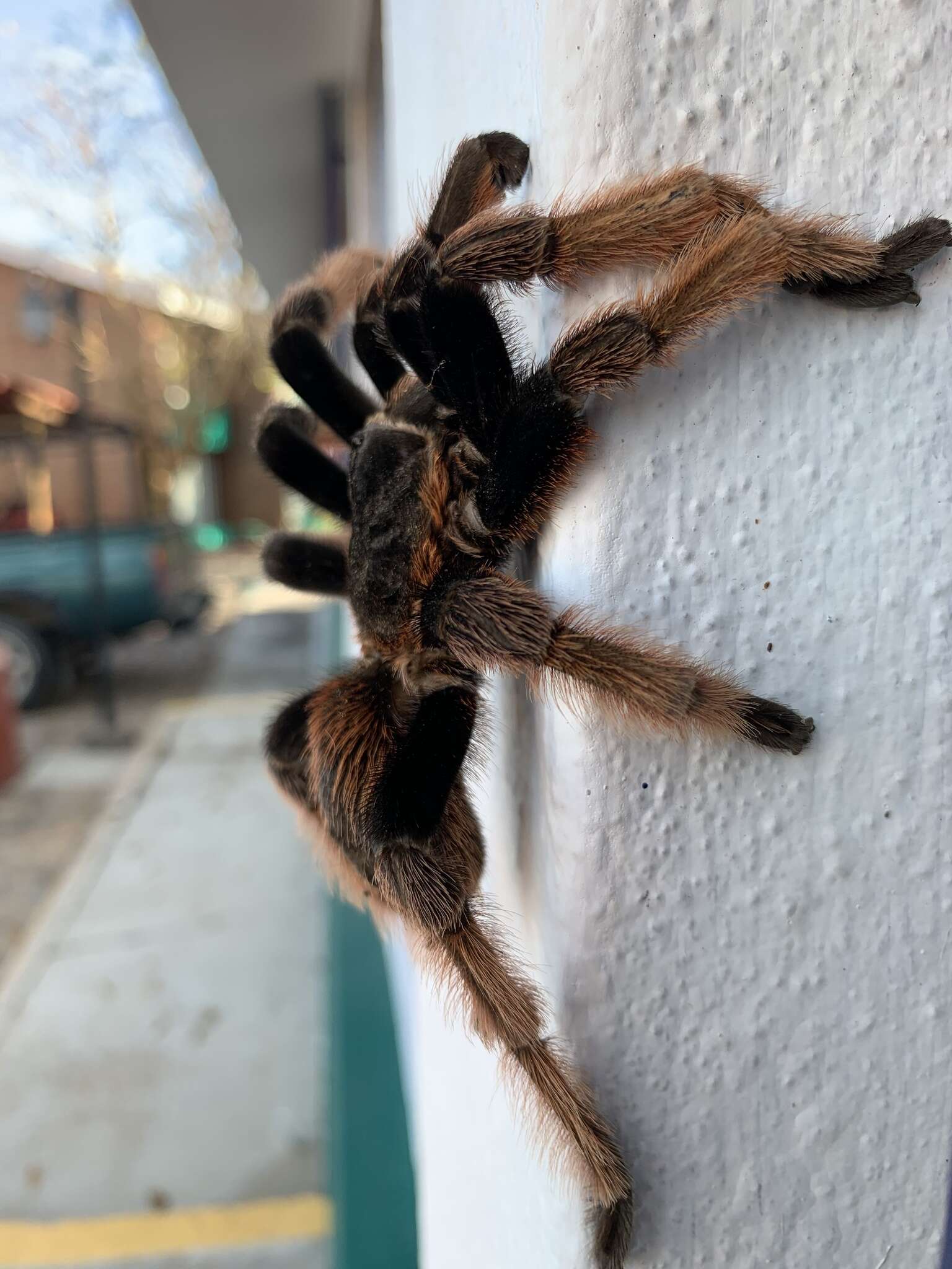 Image of Mexican Pink Tarantula