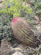 Image of Ferocactus gracilis subsp. coloratus (H. E. Gates) N. P. Taylor