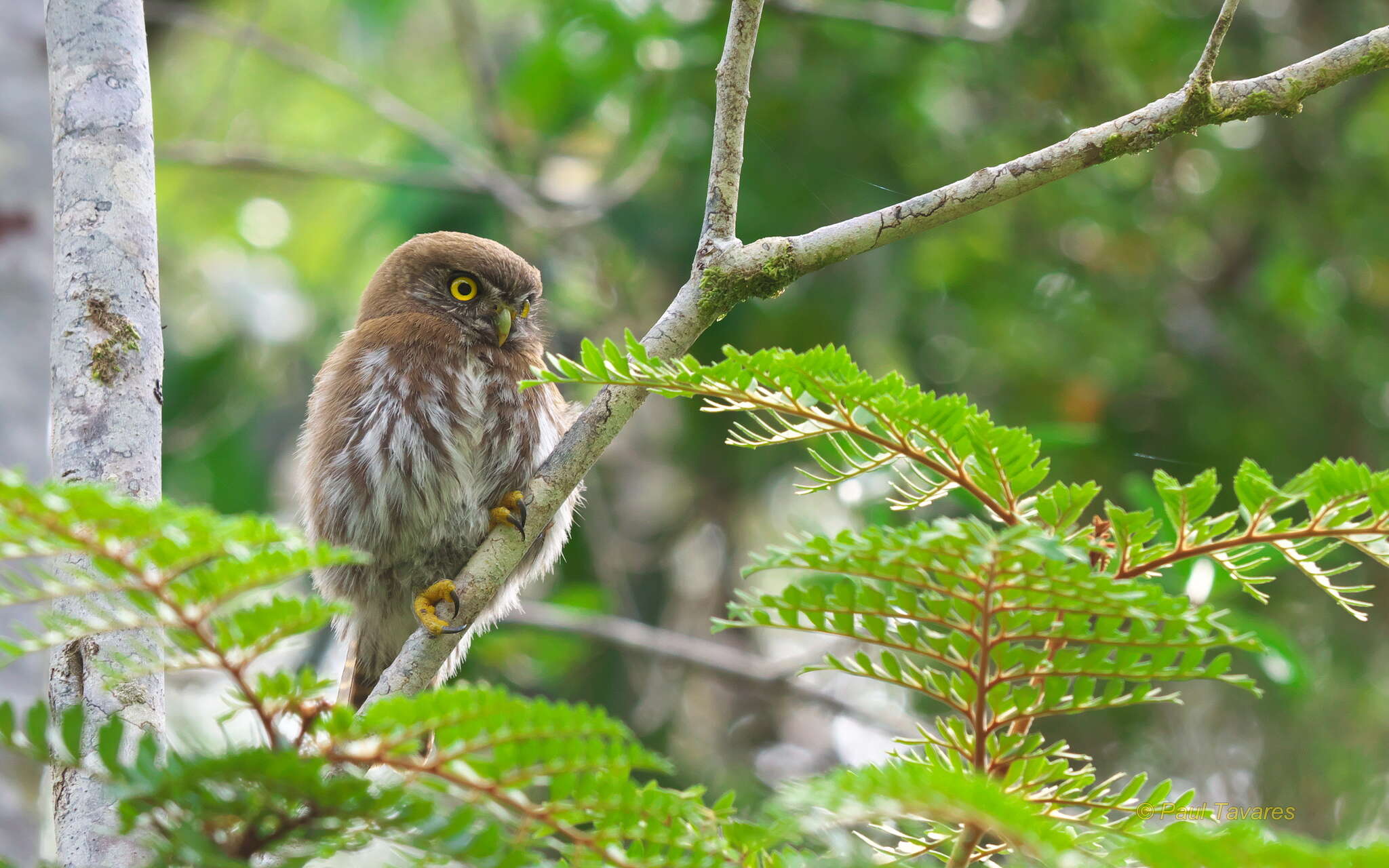 Image of Austral Pygmy Owl