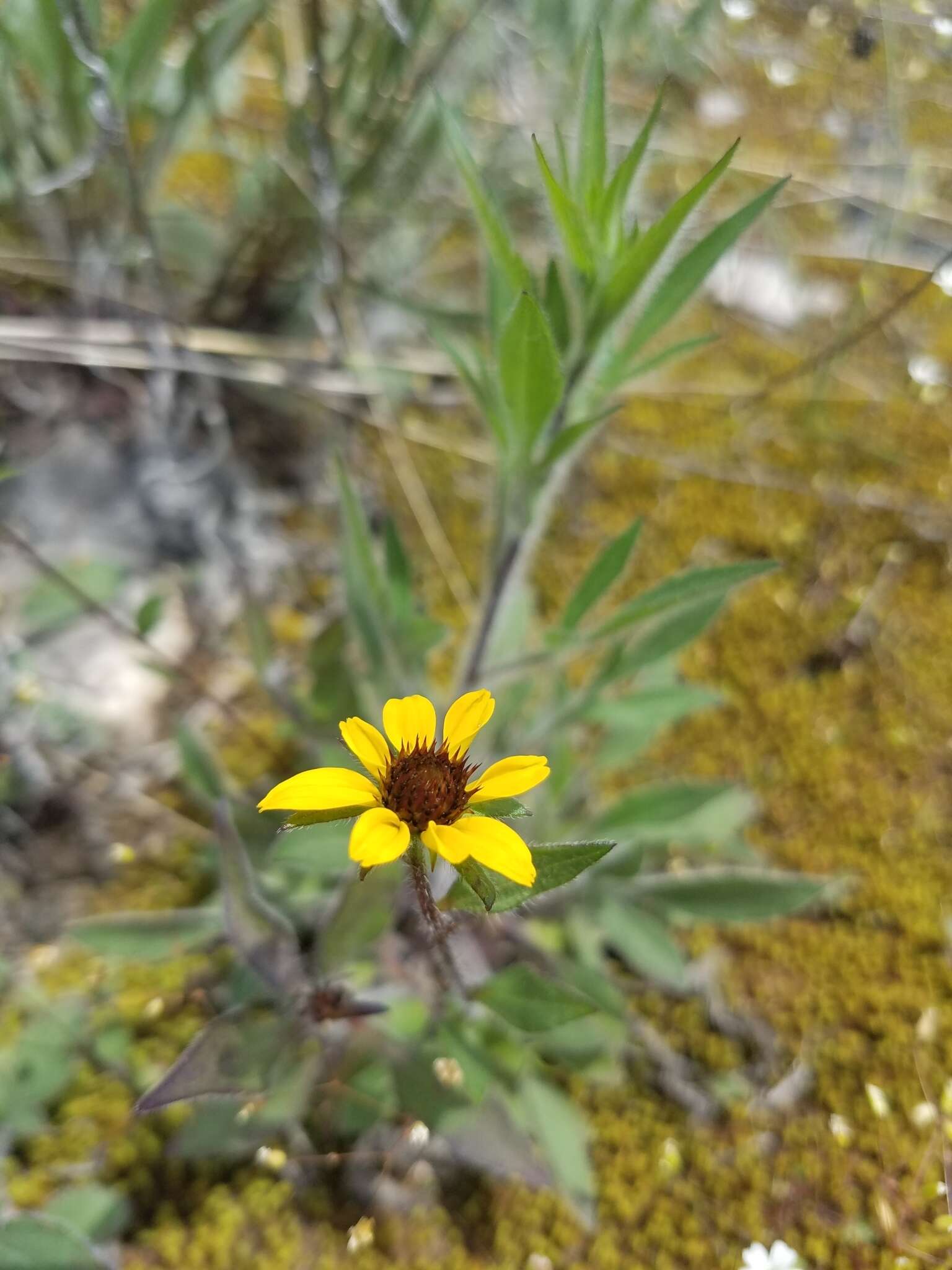 Image of browneyed Susan