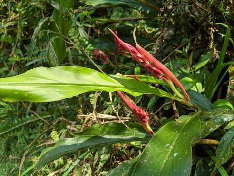 Image of Alpinia japonica (Thunb.) Miq.