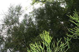 Image of Indiantree spurge