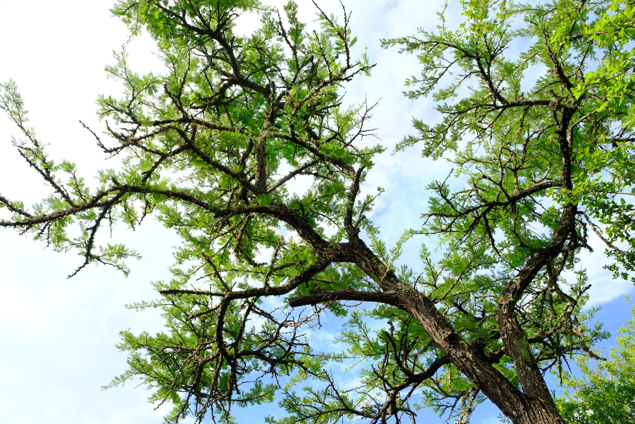 Image of Grey-haired acacia