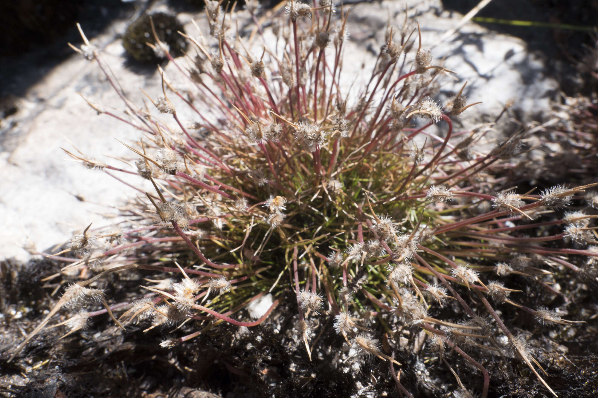 Image of Centrolepis fascicularis Labill.