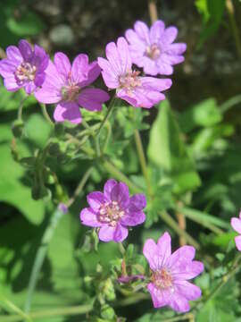 Image of hedgerow geranium