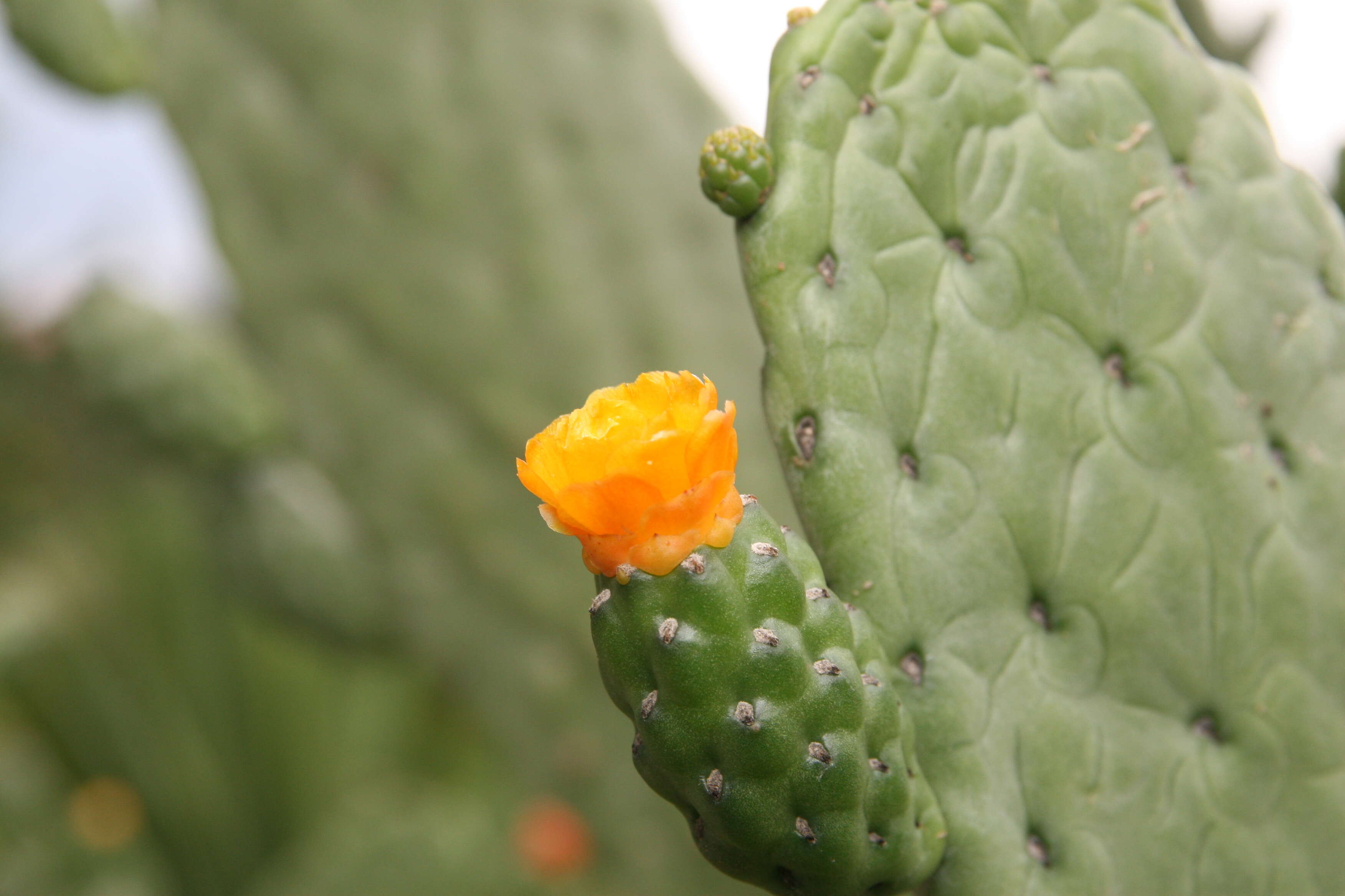 Image of Roving Pricklypear