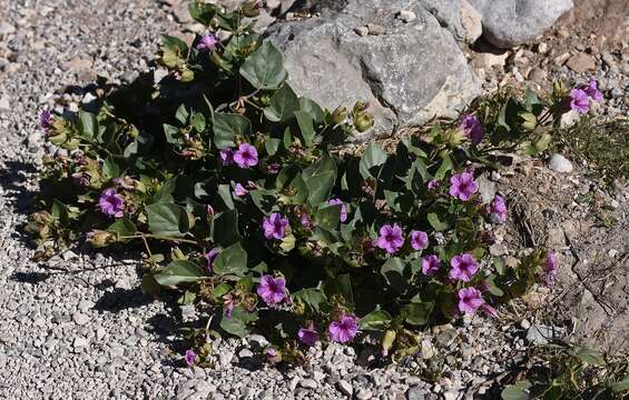 Image de Mirabilis multiflora (Torr.) Gray