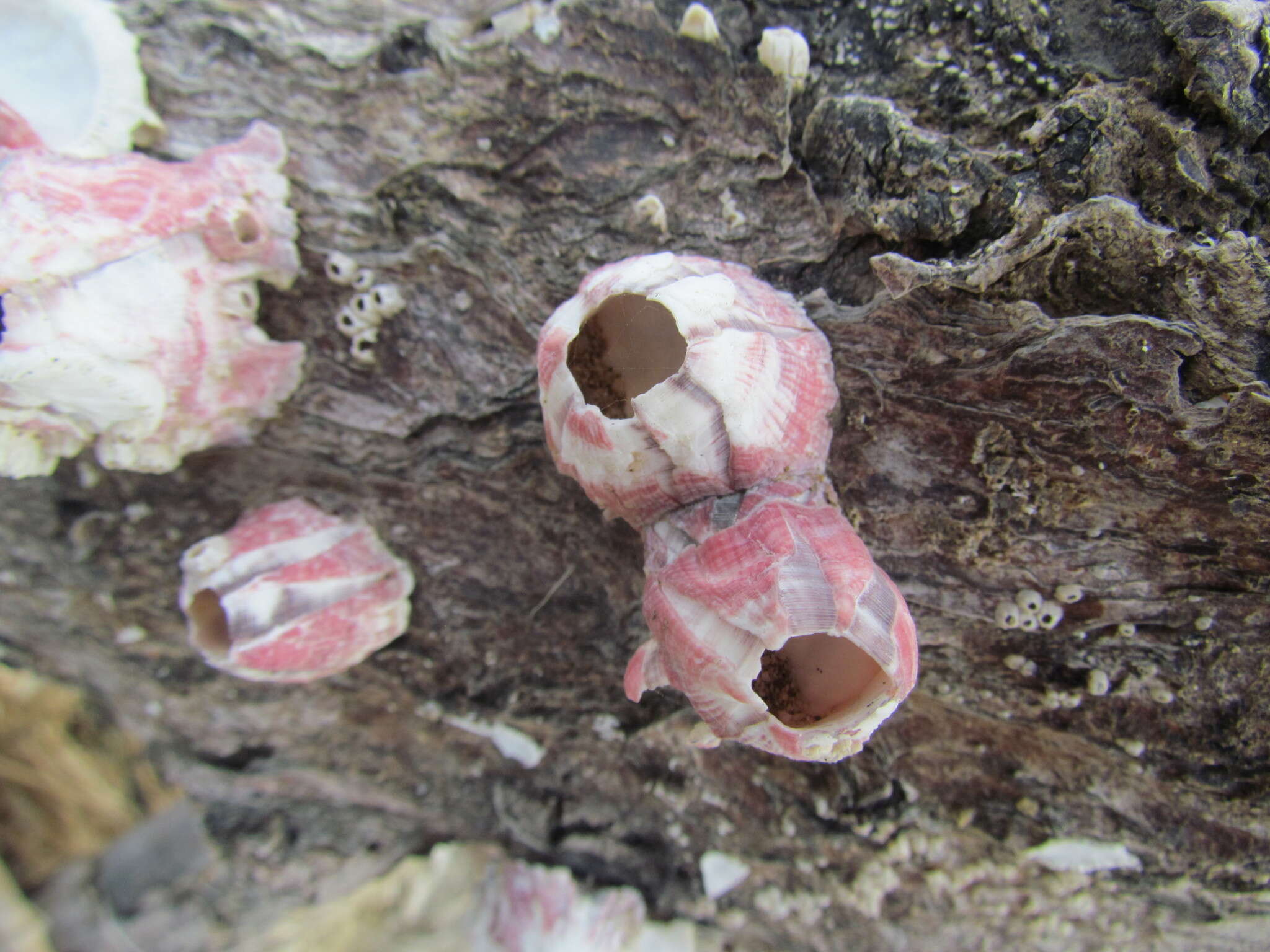 Image of titan acorn barnacle