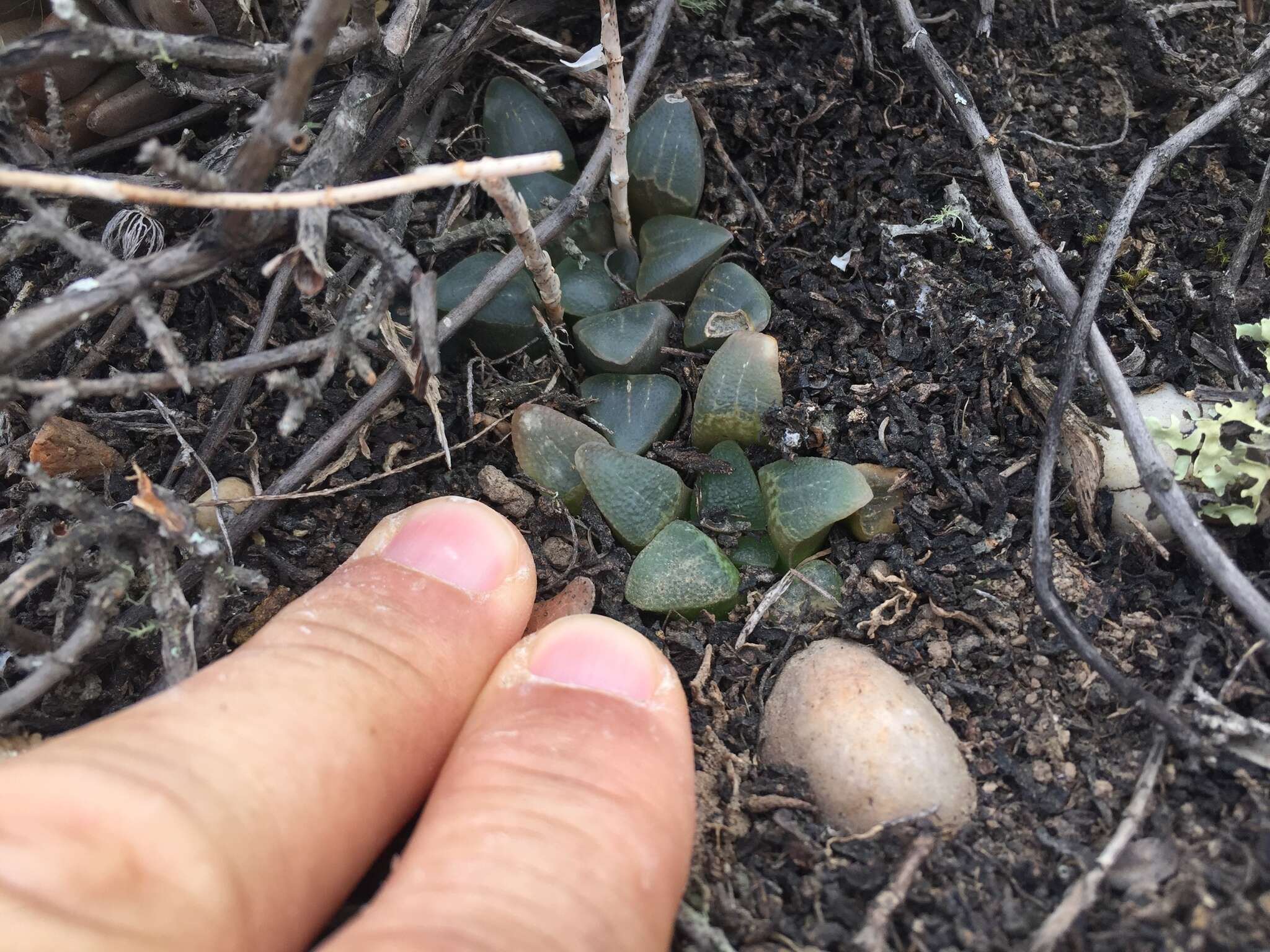 Слика од Haworthia pygmaea Poelln.