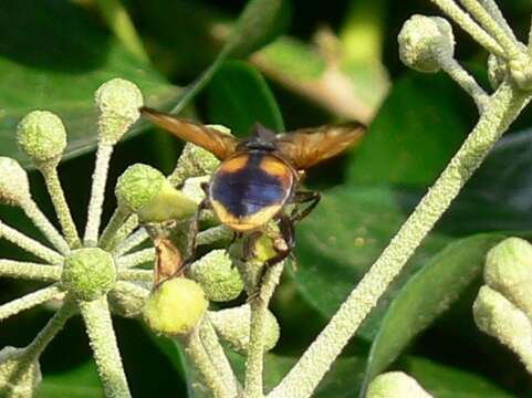 Image of Phasia aurigera (Egger 1860)