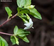 Image of Fuchsia thymifolia subsp. thymifolia