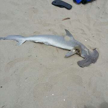 Image of hammerhead sharks