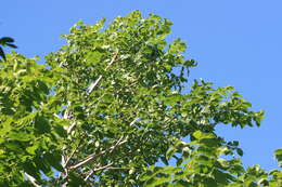 Image of Honduras mahogany