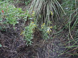 Plancia ëd Lithospermum strictum Lehm.