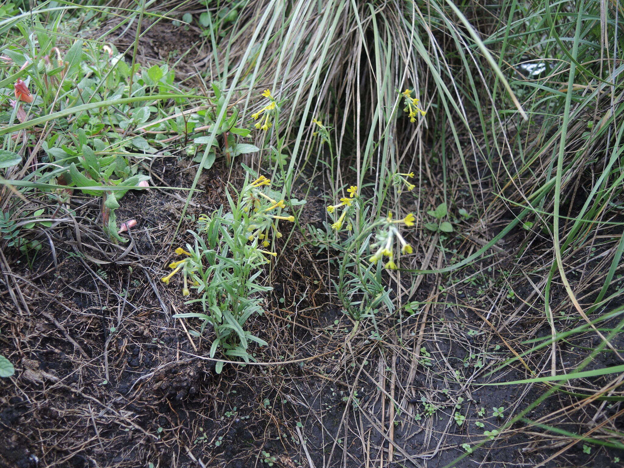 Plancia ëd Lithospermum strictum Lehm.