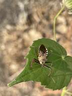 Image of Rhynocoris neavei Bergroth 1912