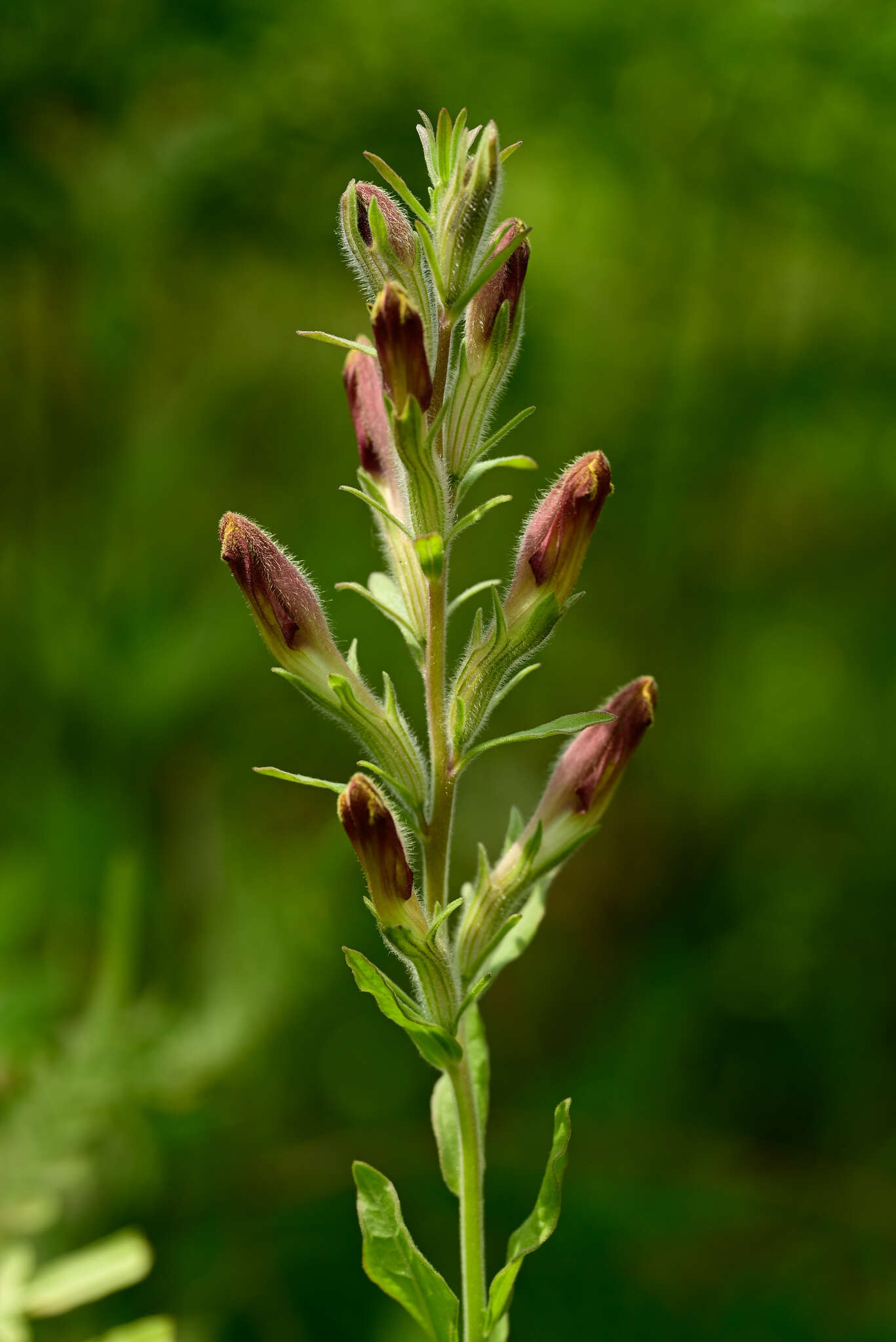 Image of Chaffseed