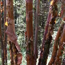 Imagem de Betula utilis subsp. albosinensis (Burkill) Ashburner & McAll.