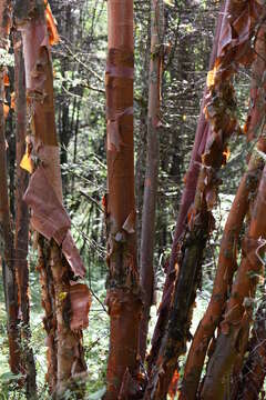 Image of Chinese red birch