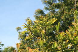 Image of Allspice