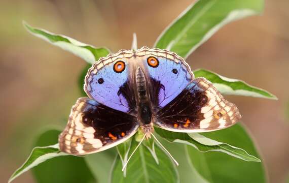 Image de Junonia orithya Linnaeus 1764