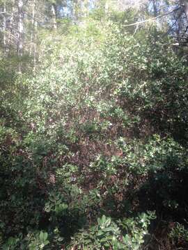 Image of woollyleaf manzanita