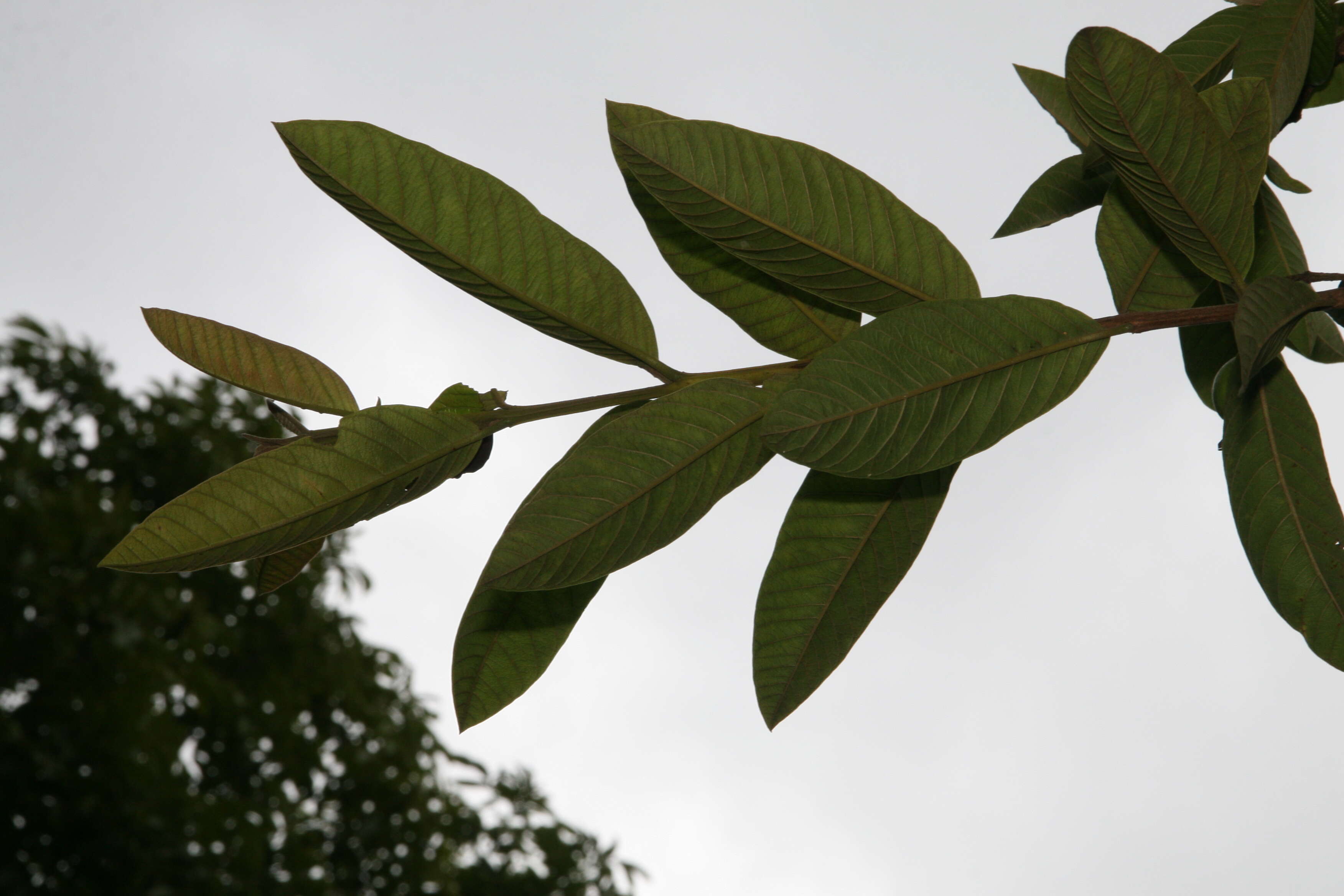 Image of guava