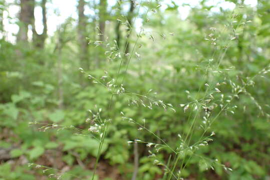 Image de Sphenopholis nitida (Biehler) Scribn.