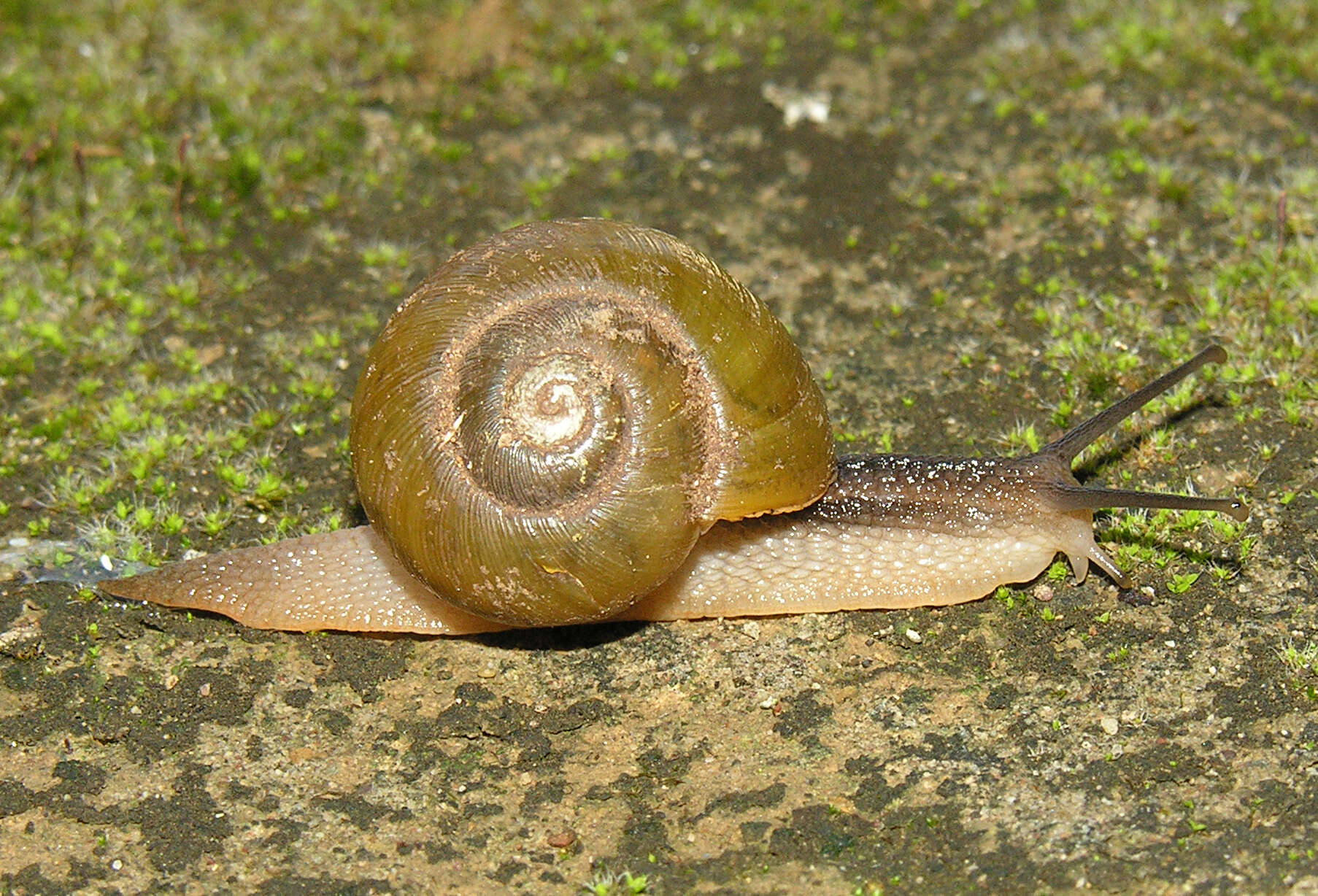 Image of Afrorhytida knysnaensis (L. Pfeiffer 1846)