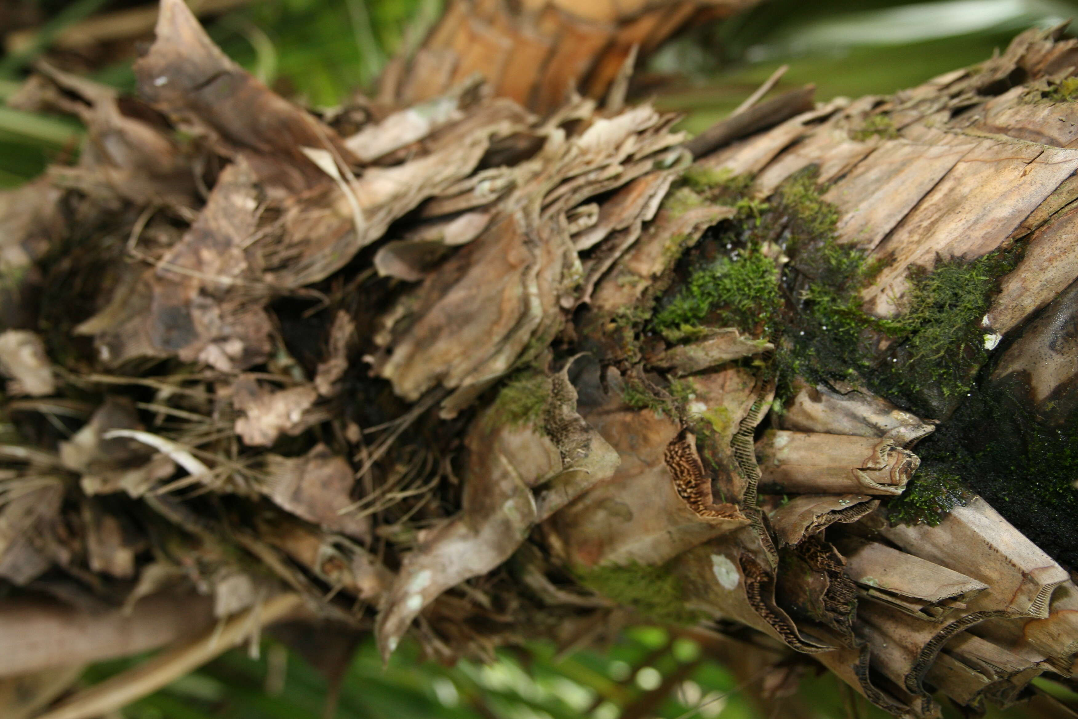 Image of Tahitian screwpine